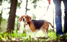 Dog going for walk